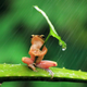 Illustration for article titled Those Adorable Animal Pics May Be Fake—and Cruel